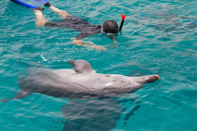Snorkel and Dolphin Adventure 